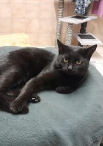 Zu sehen ist die schwarze Katzendame Julia.