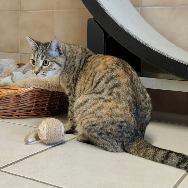Zu sehen ist die hellbraun getigerte Katze Milena