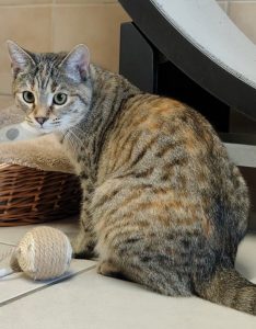 Zu sehen ist die hellbraun getigerte Katze Milena