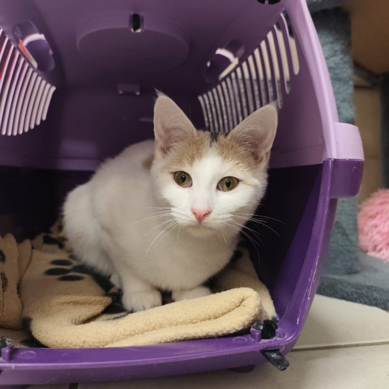 Zu sehen ist die dreifarbige Katze Muckl