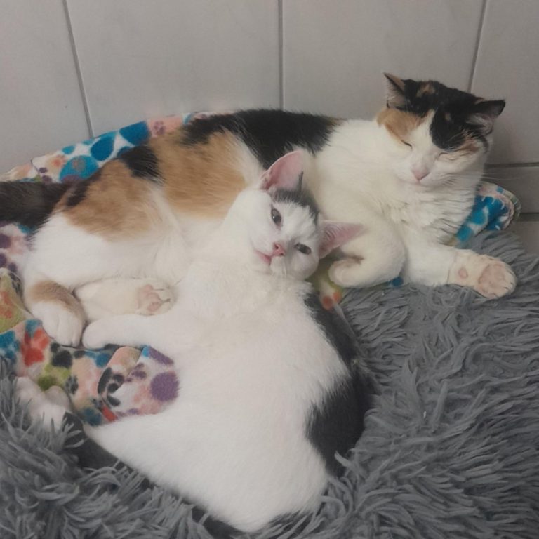 Zu sehen ist der grau-weiße Kater Puckl mit seinen Geschwistern