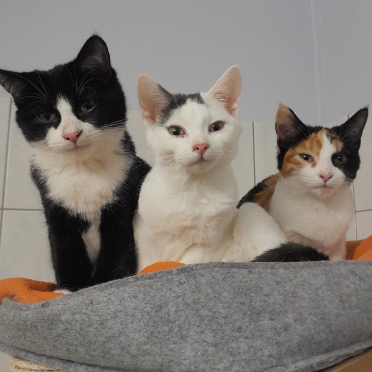 Zu sehen ist der grau-weiße Kater Puckl mit seiner dreifarbigen Schwester Schnuckl