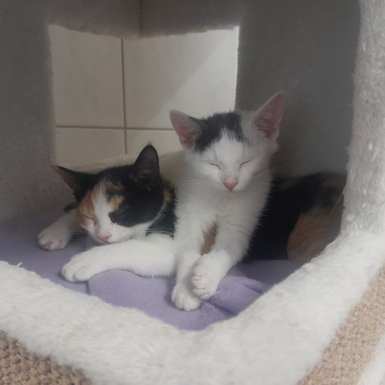 Zu sehen ist der grau-weiße Kater Puckl mit seinen Geschwistern