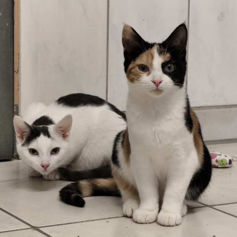 Zu sehen ist der grau-weiße Kater Puckl mit seiner dreifarbigen Schwester Schnuckl