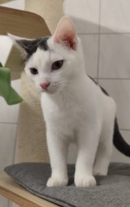 Zu sehen ist der grau-wei&szlig;e Kater Puckl mit seinen Geschwistern