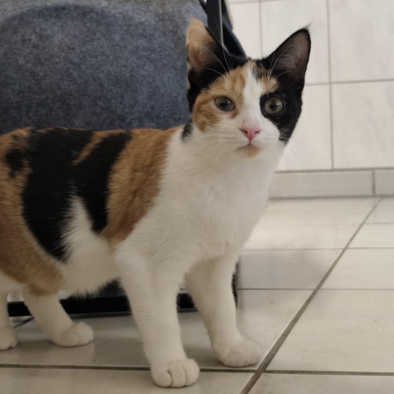 Zu sehen ist die dreifarbige Katze Schnuckl.