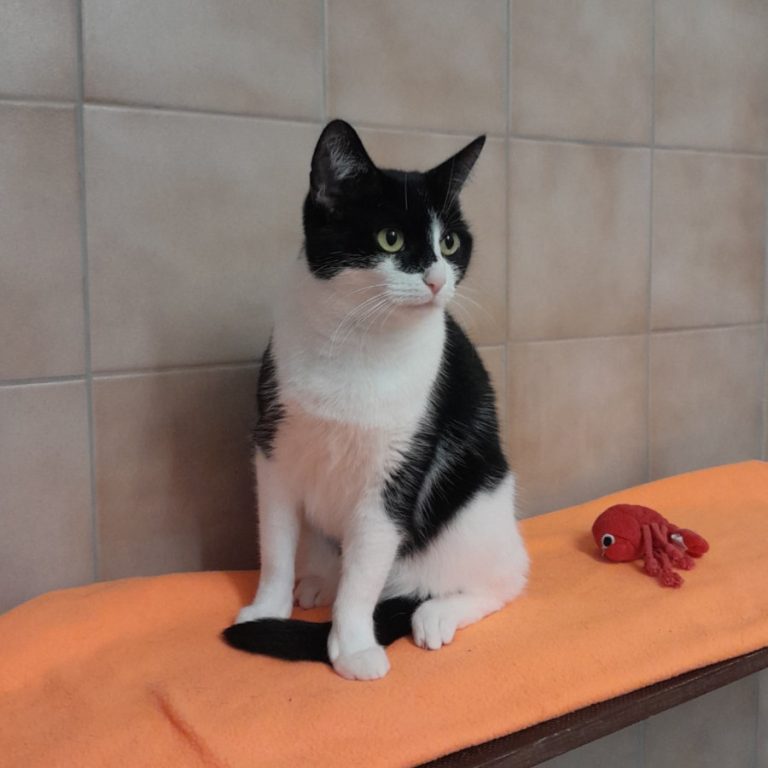 Zu sehen ist die schwarz-weiße Katze Sydney