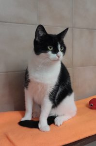 Zu sehen ist die schwarz-wei&szlig;e Katze Sydney