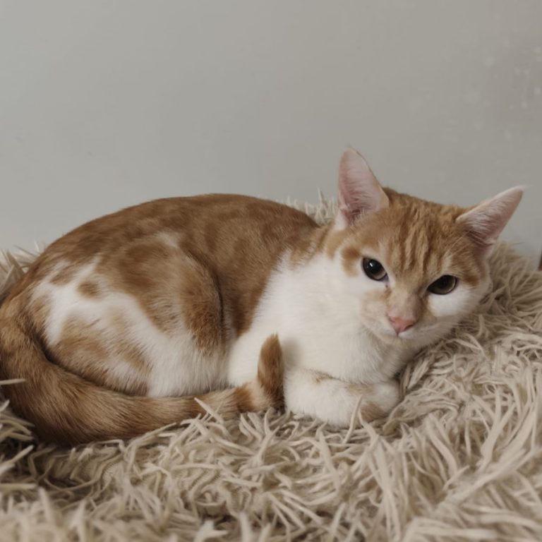 Zu sehen sind die rot-weiß getigerten Kitten Venti & Venelope