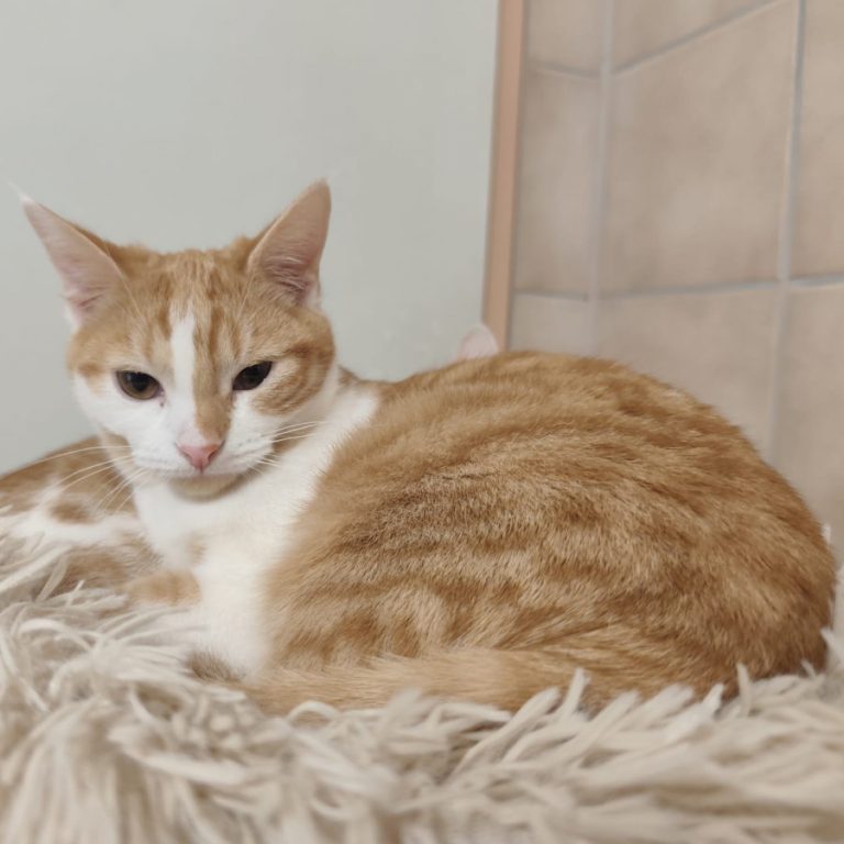 Zu sehen sind die rot-weiß getigerten Kitten Venti & Venelope