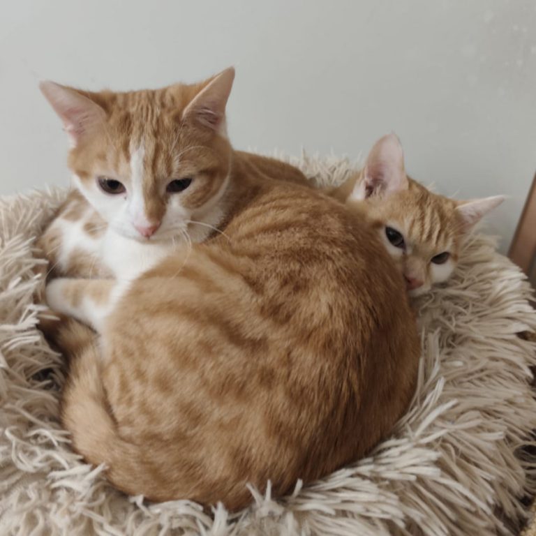 Zu sehen sind die rot-weiß getigerten Kitten Venti & Venelope