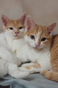 Zu sehen sind die rot-wei&szlig; getigerten Kitten Venti & Venelope