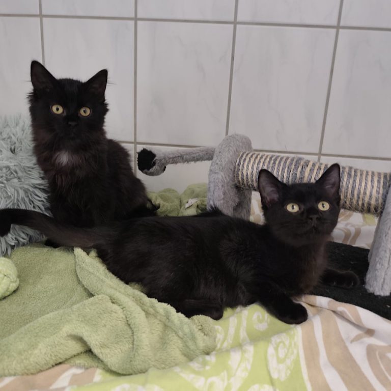 Zu sehen sind die beiden schwarzen Katzen Vino und Meadow