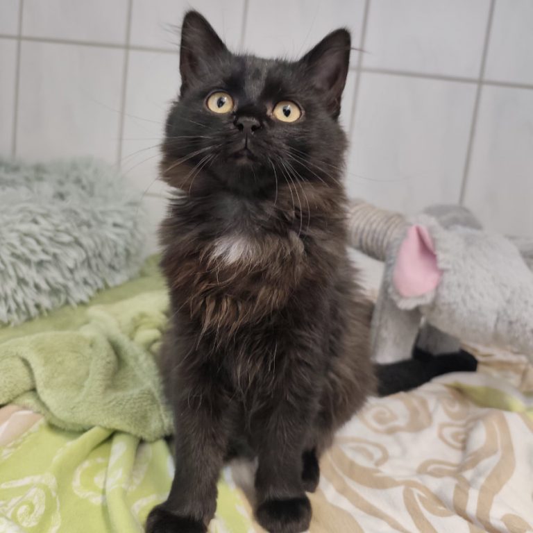 Zu sehen sind die beiden schwarzen Katzen Vino und Meadow