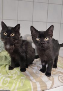 Zu sehen sind die beiden schwarzen Katzen Vino und Meadow