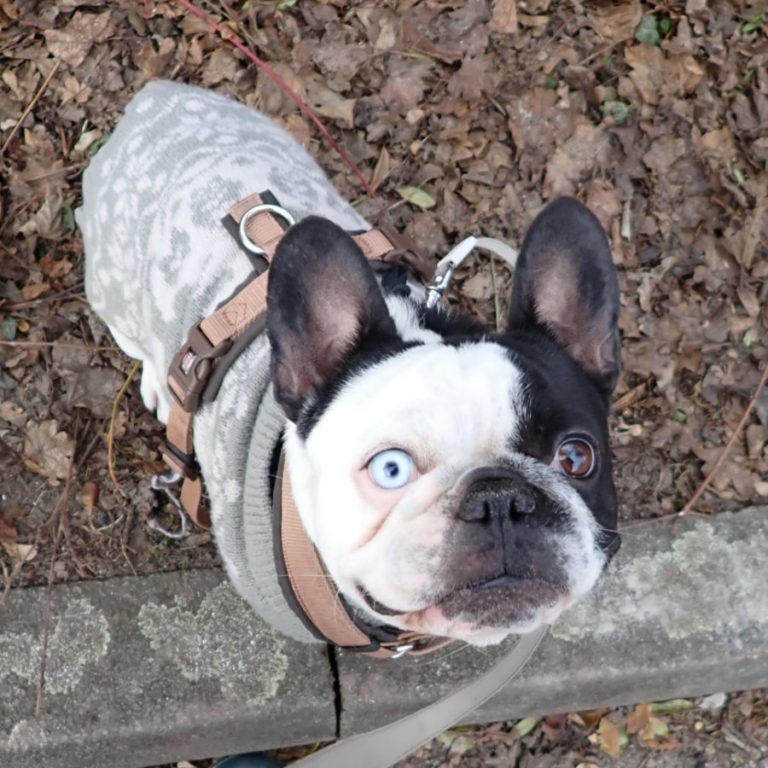 Zu sehen ist die französische Bulldogge Angel