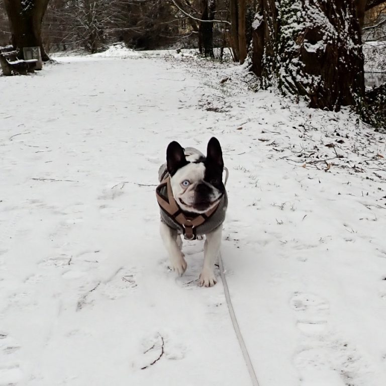 Zu sehen ist die französische Bulldogge Angel