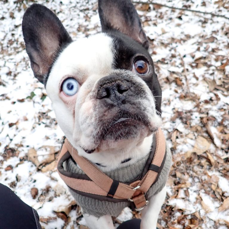 Zu sehen ist die französische Bulldogge Angel