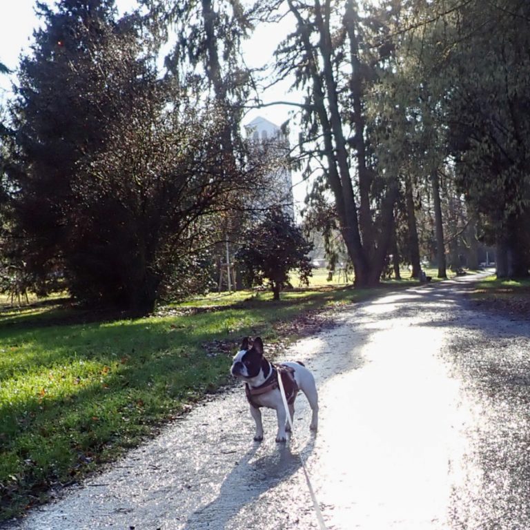 Zu sehen ist die französische Bulldogge Angel