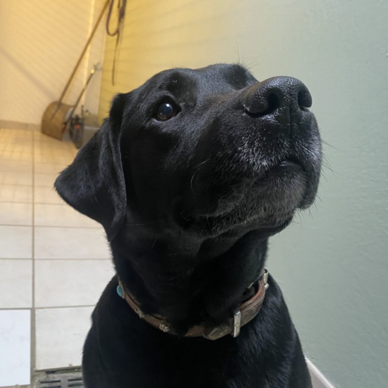 Zu sehen ist die schwarze Labradorhündin Lina