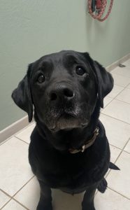 Zu sehen ist die schwarze Labradorh&uuml;ndin Lina