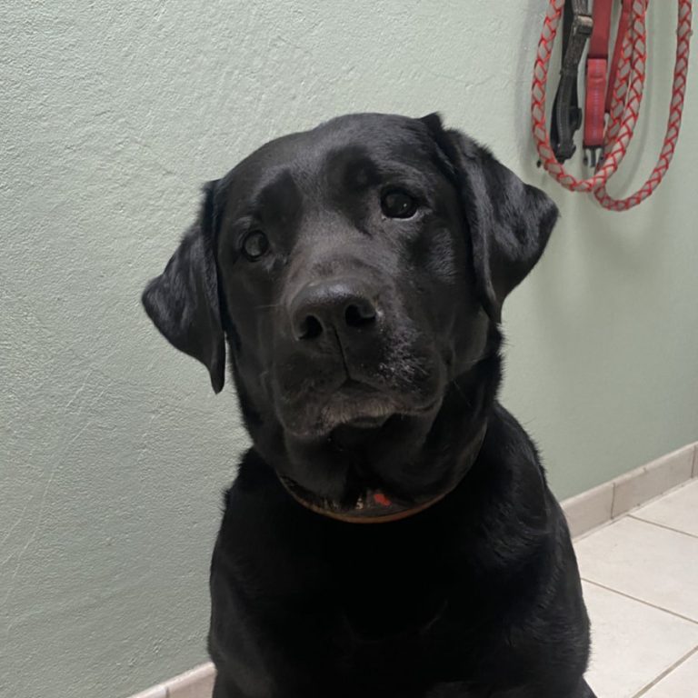 Zu sehen ist die schwarze Labradorhündin Lora