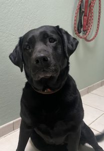 Zu sehen ist die schwarze Labradorh&uuml;ndin Lora