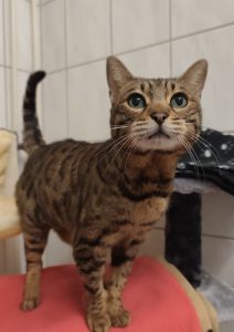 Zu sehen ist die Bengalkatze Chili