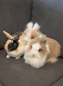 Zu sehen sind die 3 Kaninchen Flip, Flocke und Cookie