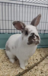 Zu sehen ist der wei&szlig;-braune Zwergwiddermix Lily