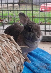 Zu sehen ist das wildfarbene Zwergkaninchen Luna