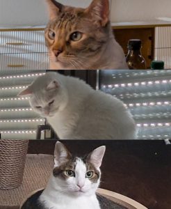 Zu sehen sind die 3 Katzen Patri, Pillo und Pau