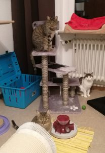 Zu sehen sind die 3 Katzen Pauli, Lenni und P&uuml;ppi