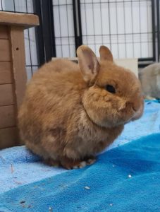 Zu sehen ist das braune Kaninchen Trick