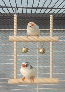 Zu sehen sind die zwei Zebrafinken Zeebra und Fiink