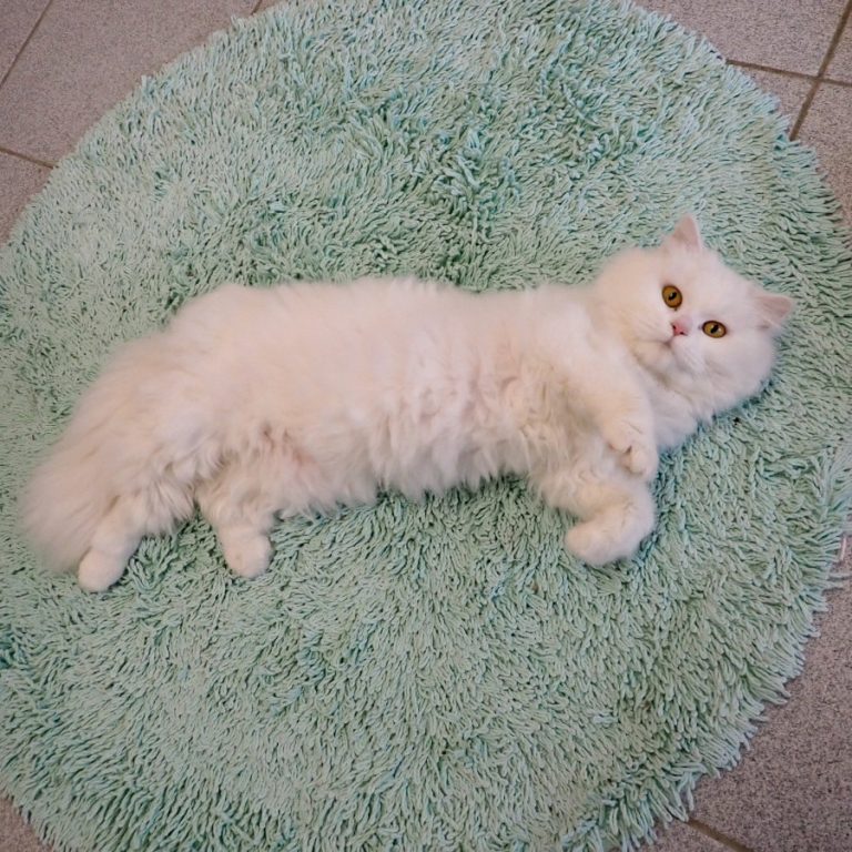 Zu sehen ist die weiße Perser-Mix-Dame Blume