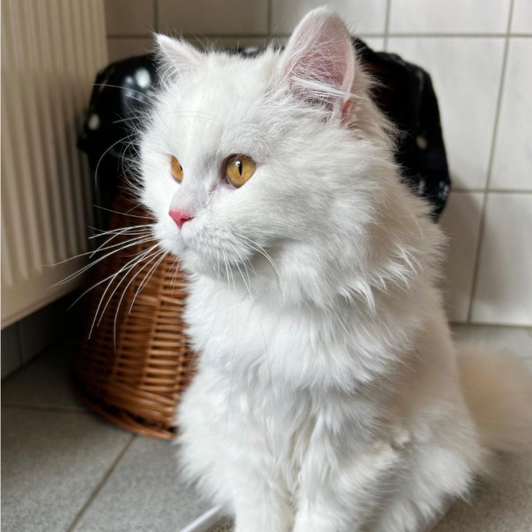 Zu sehen ist die weiße Perser-Mix-Dame Blume