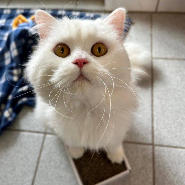 Zu sehen ist die weiße Perser-Mix-Dame Blume