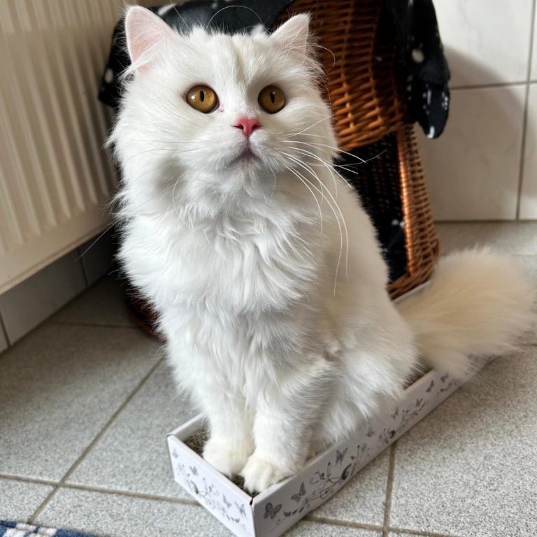 Zu sehen ist die weiße Perser-Mix-Dame Blume