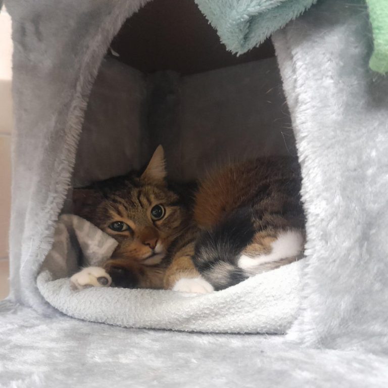 Zu sehen ist die getigerte Katze Canneloni