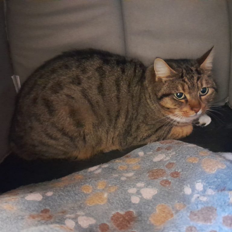 Zu sehen ist die getigerte Katze Canneloni