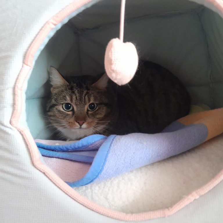 Zu sehen ist die getigerte Katze Canneloni