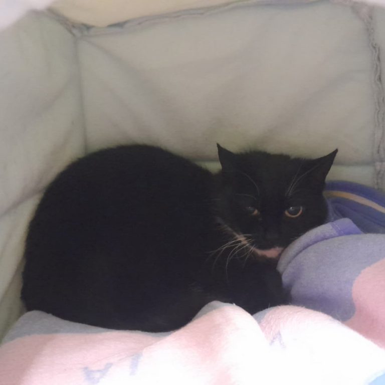 Zu sehen ist die schwarz-weiße Katzendame Fusilli