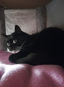 Zu sehen ist die schwarz-wei&szlig;e Katzendame Fusilli