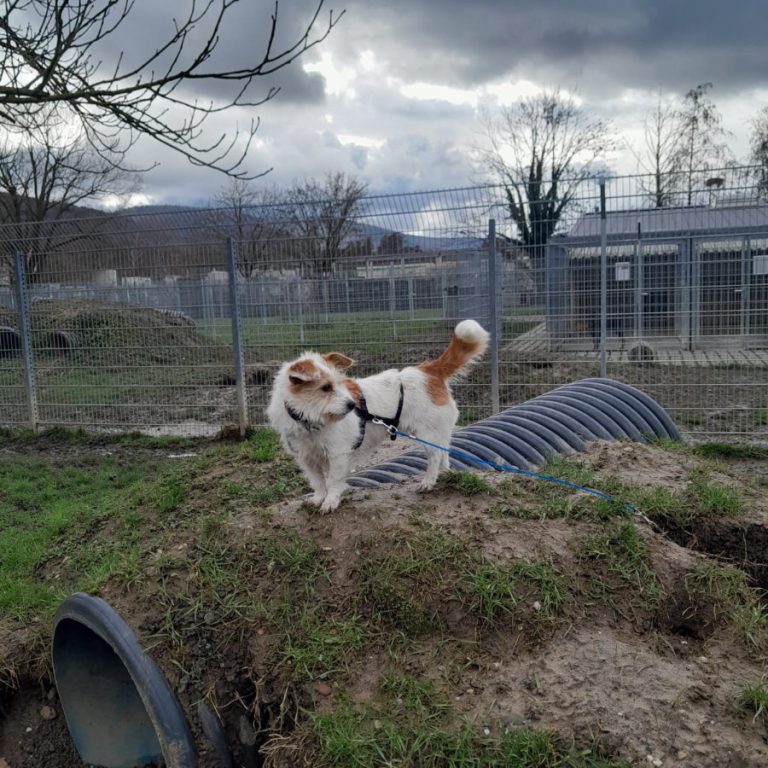 Zu sehen ist die weiß-creme-farbene Terrier-Mix Hündin Jonta
