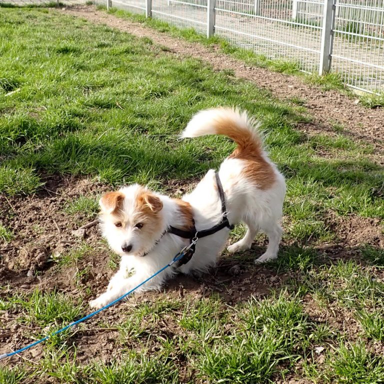 Zu sehen ist die weiß-creme-farbene Terrier-Mix Hündin Jonta