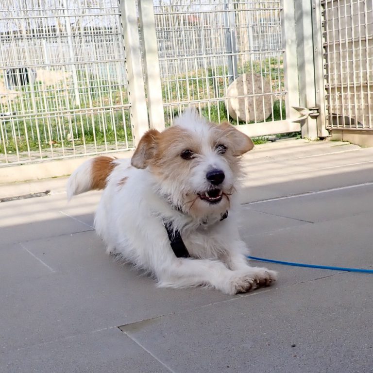 Zu sehen ist die weiß-creme-farbene Terrier-Mix Hündin Jonta