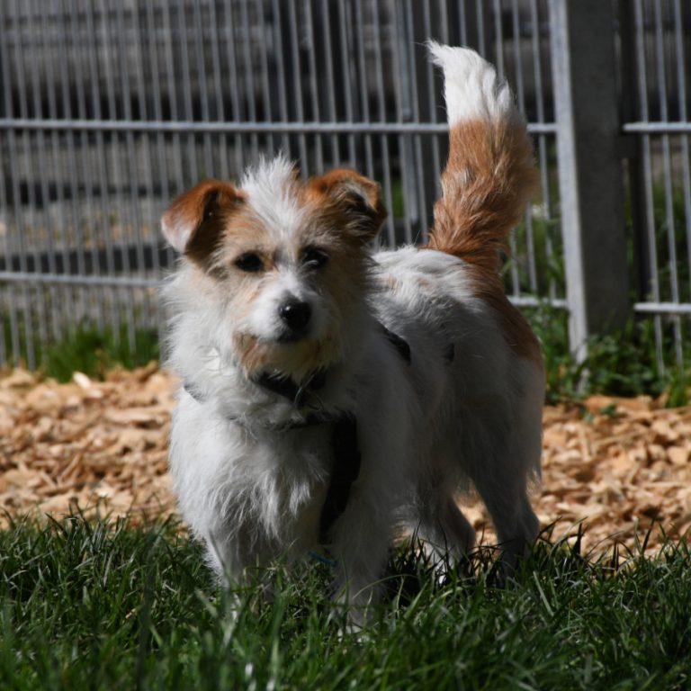 Zu sehen ist die weiß-creme-farbene Terrier-Mix Hündin Jonta
