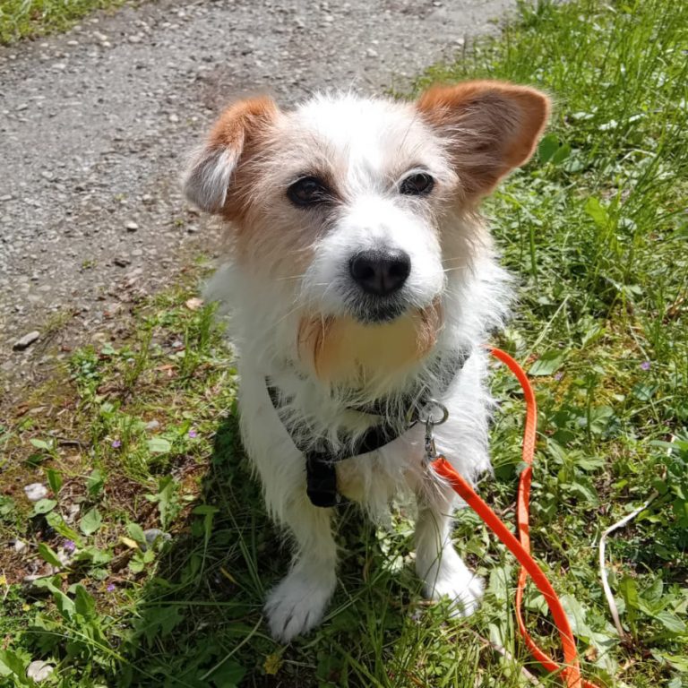 Zu sehen ist die weiß-creme-farbene Terrier-Mix Hündin Jonta