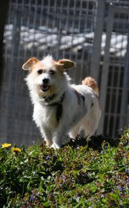 Zu sehen ist die wei&szlig;-creme-farbene Terrier-Mix H&uuml;ndin Jonta